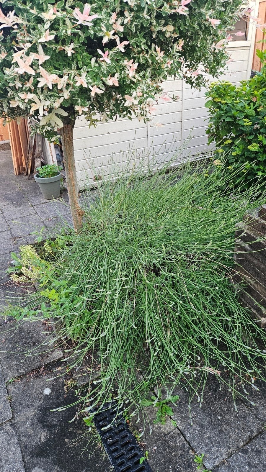 Gratis lavendel, Ophalen, Overige soorten, Volle zon