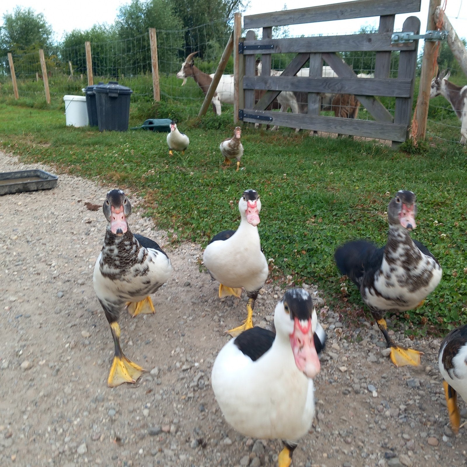 Jonge muskuseenden, Dieren en Toebehoren, Pluimvee, Meerdere dieren, Eend