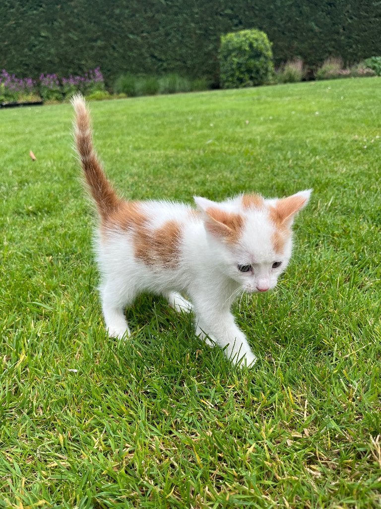 3 lieve kittens katertjes en poesje, Dieren en Toebehoren, Katten en Kittens | Raskatten | Korthaar, Meerdere dieren, Ontwormd