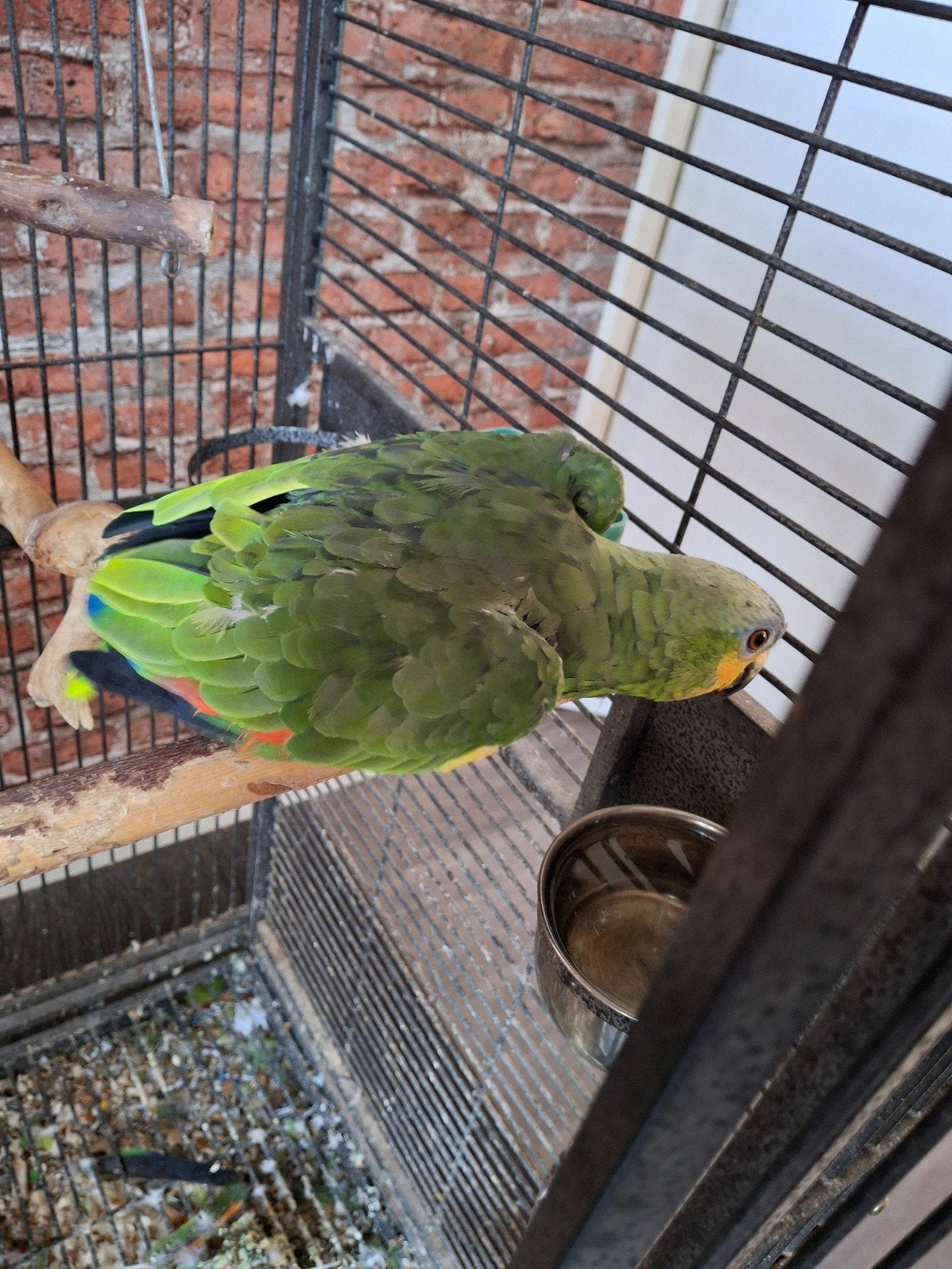 papegaai amazoni, Dieren en Toebehoren, Geslacht onbekend, Papegaai, Pratend