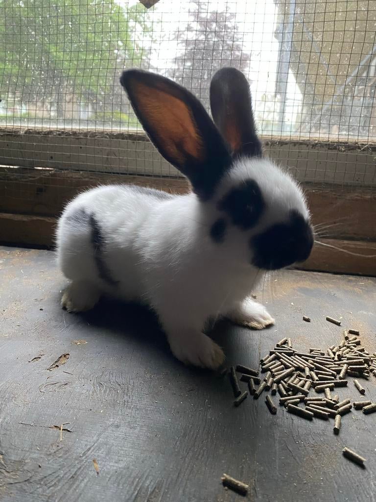 Lotharing voedter te koop, Dieren en Toebehoren, Konijnen, Vrouwelijk
