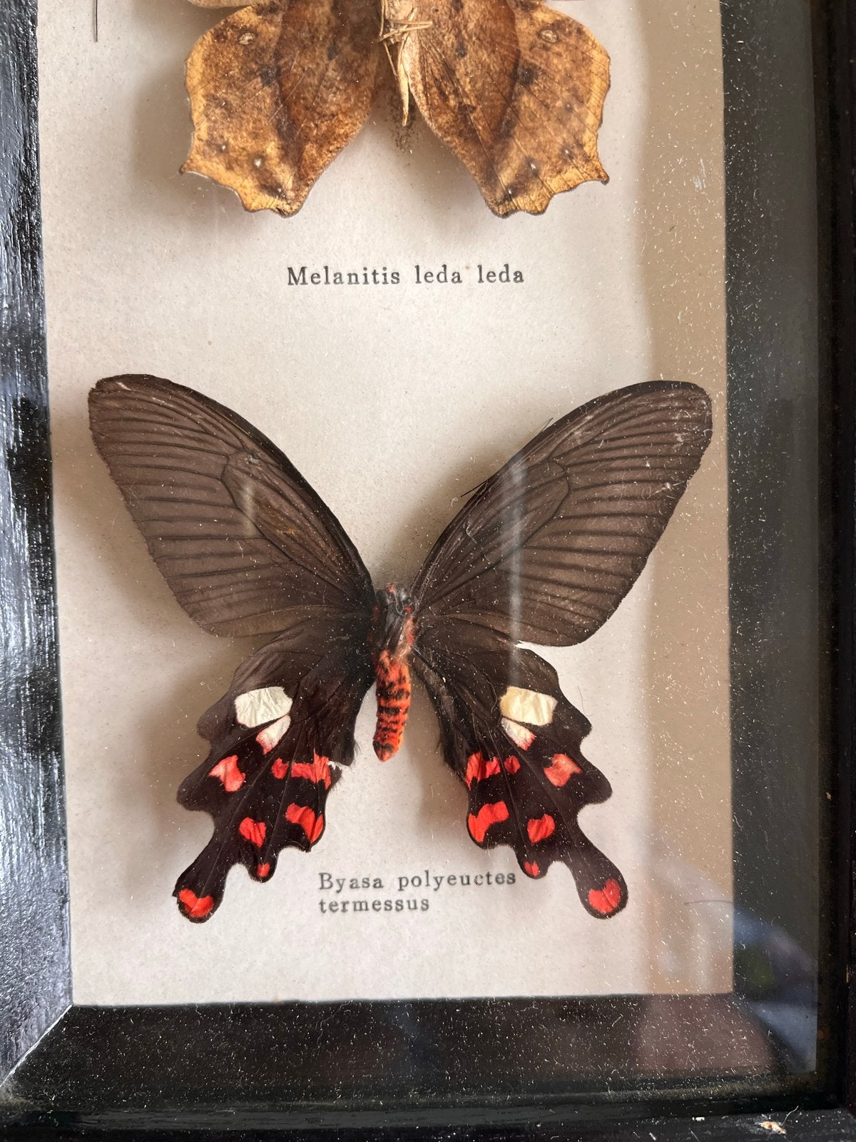 Ingelijste vlinders: Melanitis leda leda & Byasa polyeuctes, Verzamelen, Dierenverzamelingen, Gebruikt, Opgezet dier, Insect, Ophalen of Verzenden