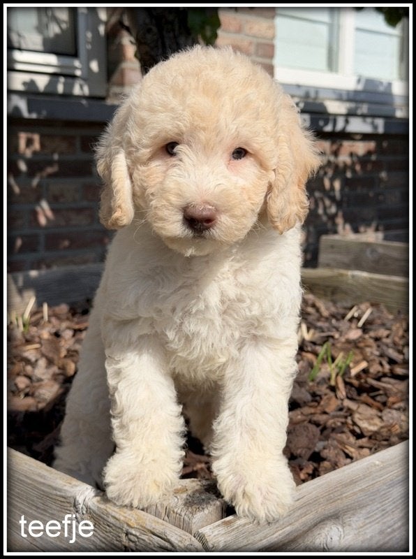 Boompoo F1b pups Boomer x Poedel middelslag, Dieren en Toebehoren, Nederland, Overige rassen, 8 tot 15 weken, CDV (hondenziekte)
