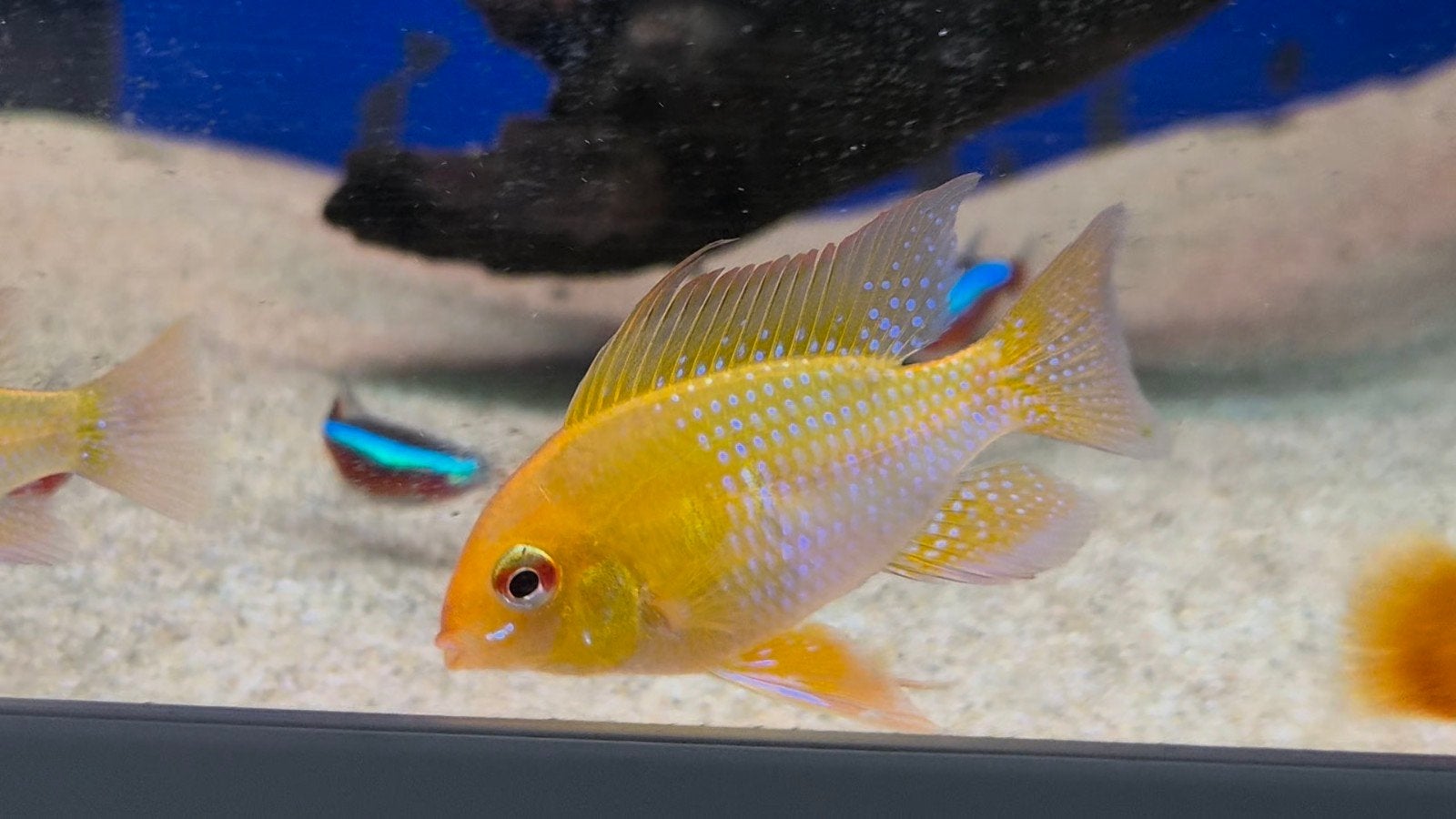 mooie koppel antennebaarsjes (gold), Dieren en Toebehoren, Vissen | Aquariumvissen, Vis