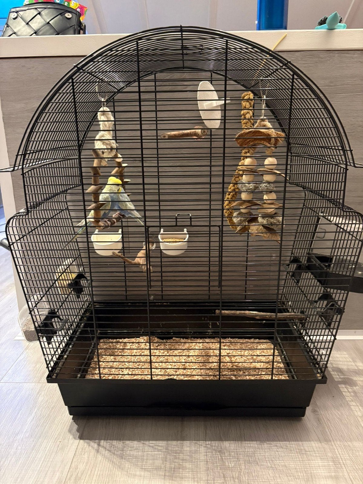 2 parkieten met kooi, Ophalen, Zo goed als nieuw, Metaal, Vogelkooi