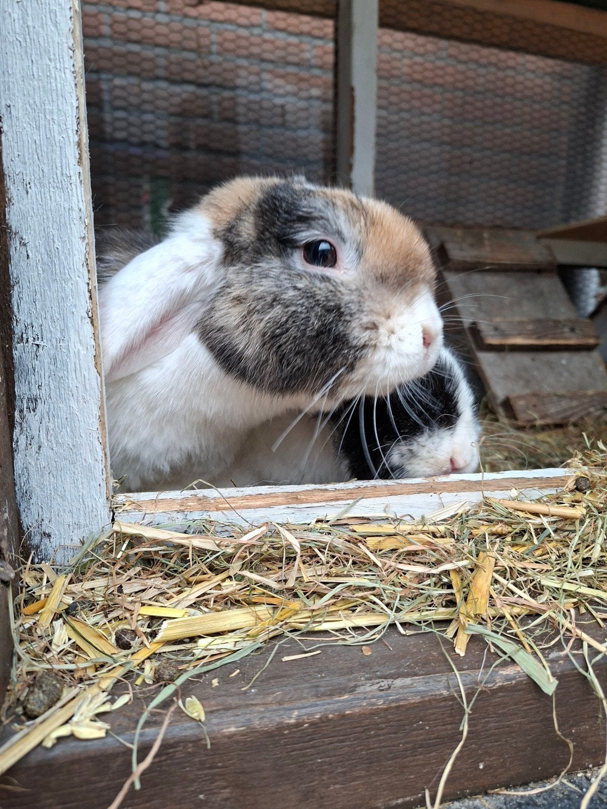 Mooie lieve konijnen, Dieren en Toebehoren, Vrouwelijk