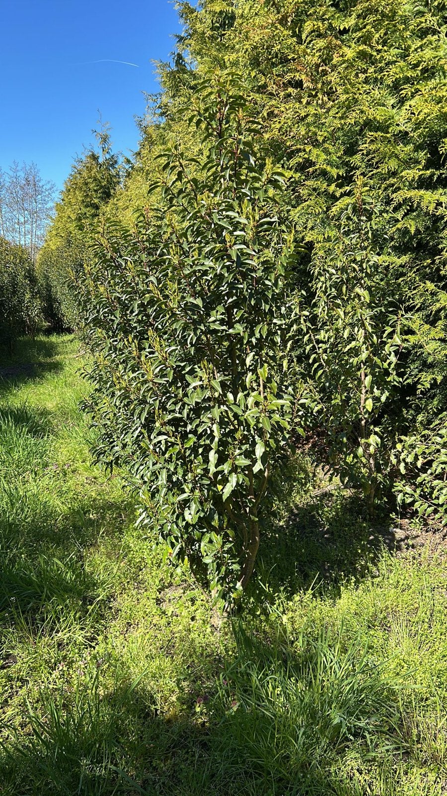 Portugese Laurier (Prunus Lusitanica Angustifolia), Tuin en Terras, Overige soorten, Vaste plant, Ophalen of Verzenden, Bloeit niet