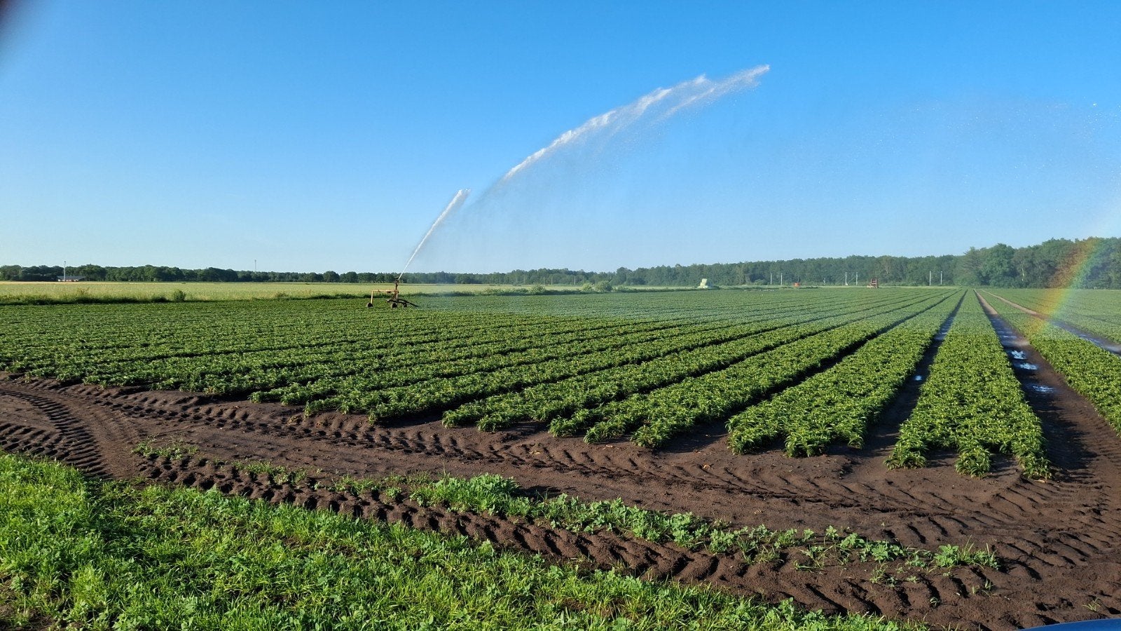 landbouwgrond gezocht voor teelt van lelies 2 jaar!, Ophalen of Verzenden