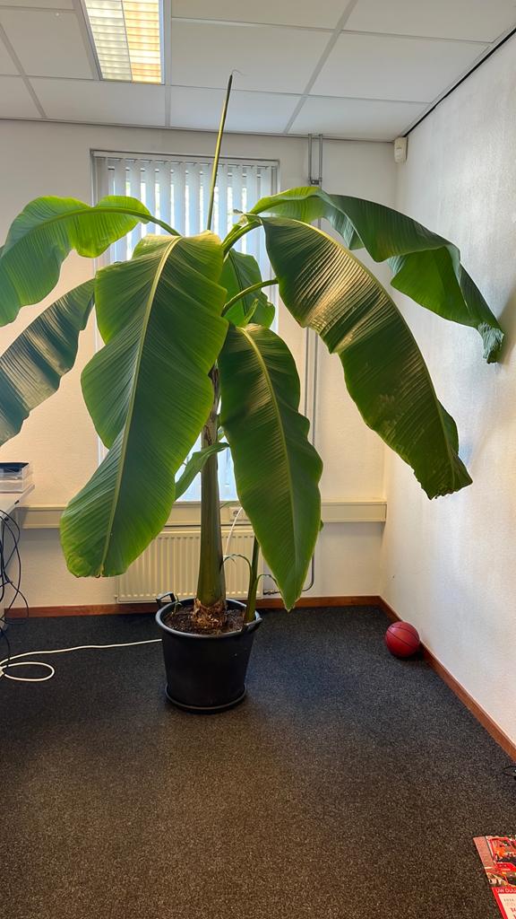 Musa Basjoo - Winterharde Japanse Vezelbanaan 2.20m, Volle zon, Vaste plant, Bloeit niet, Ophalen