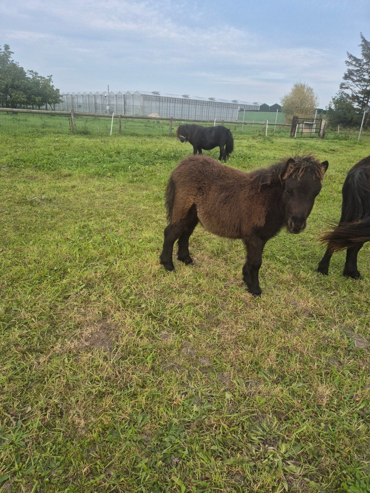shetlander hengstveulen, 0 tot 2 jaar