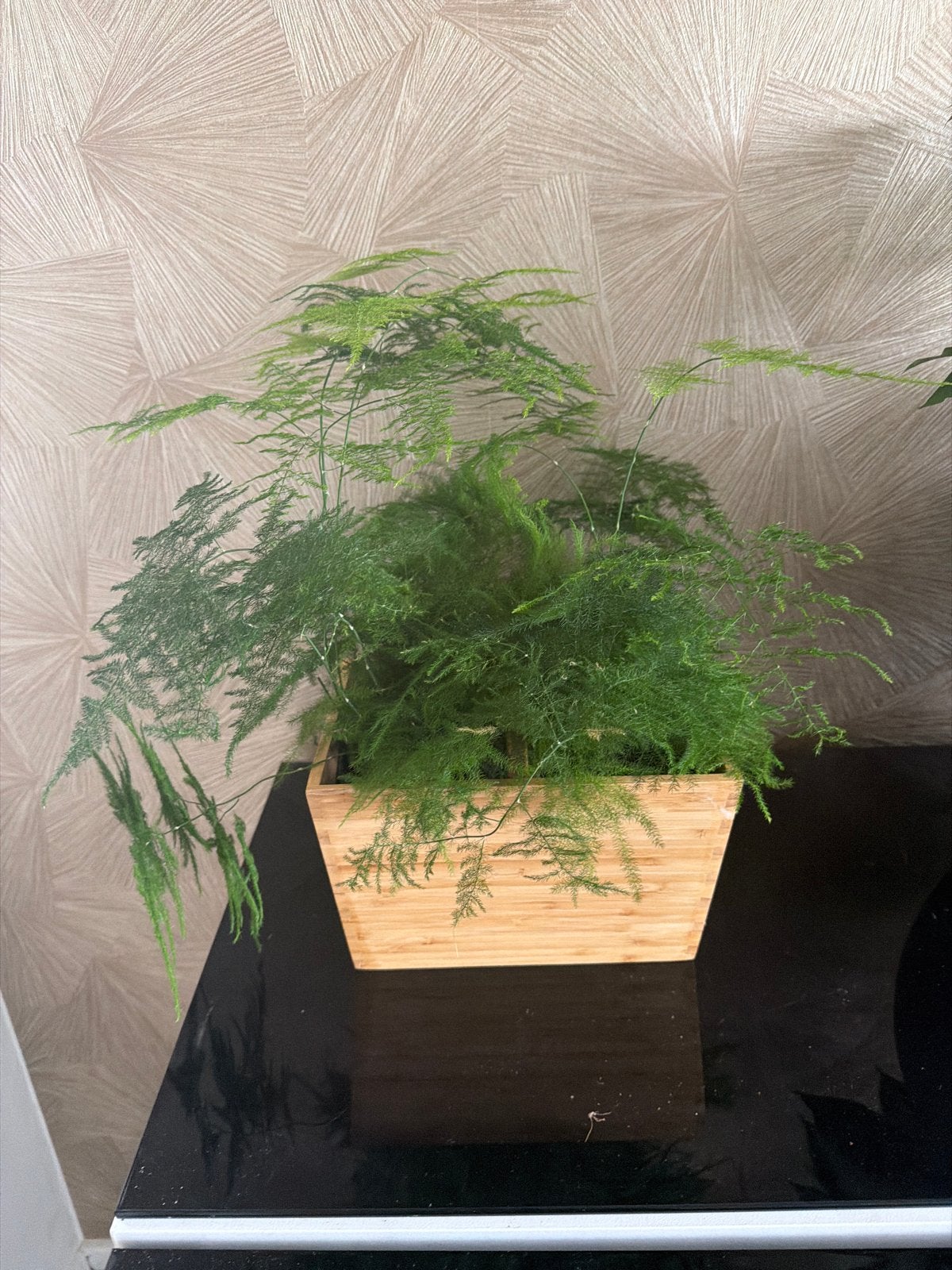 Echt kamerplant  Asparagus Varen in Houten Pot, Overige soorten, In pot, Minder dan 100 cm, Groene kamerplant
