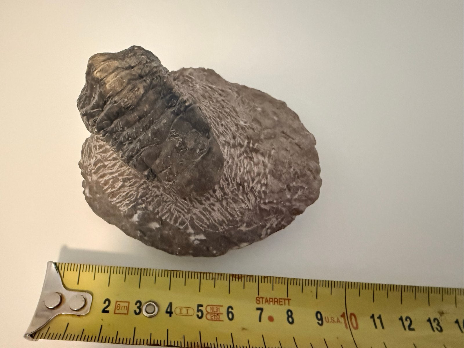Trilobiet fossiel uit Marokkaanse Sahara, Devonian, Verzamelen, Mineralen en Fossielen, Ophalen of Verzenden, Fossiel