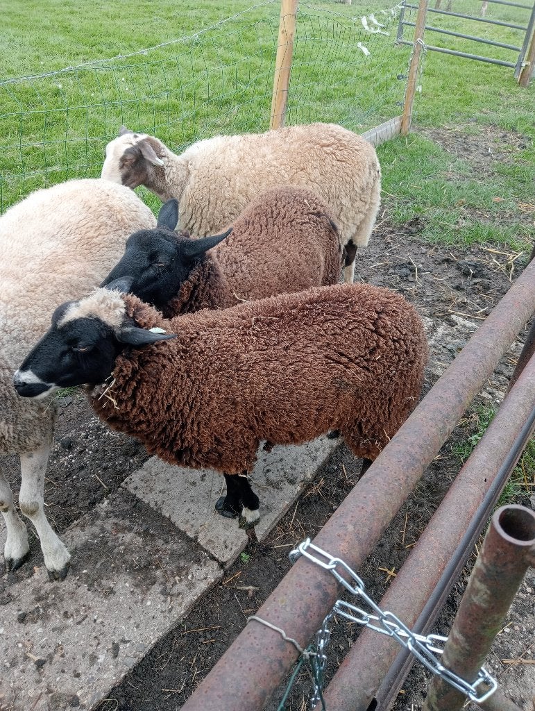 schapen, Vrouwelijk, Schaap, 0 tot 2 jaar