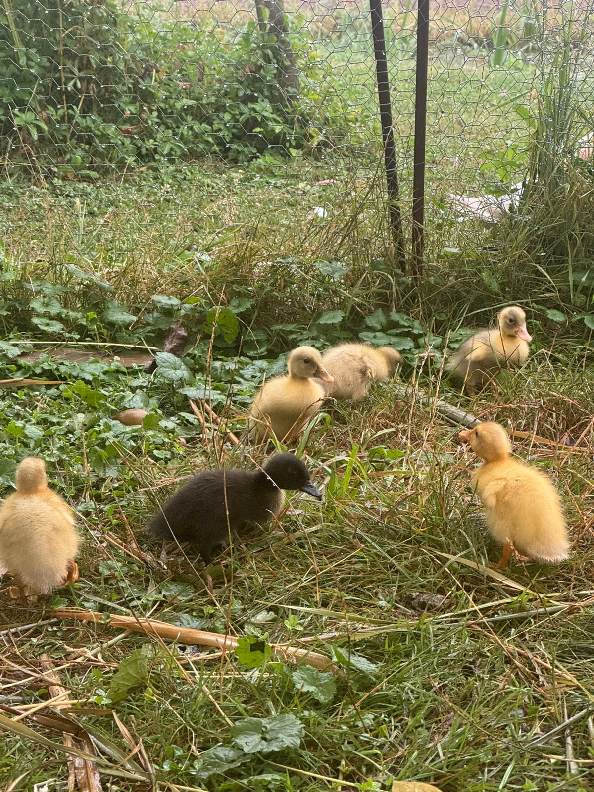 4 Indische loopeend kuikens te koop, Geslacht onbekend, Eend
