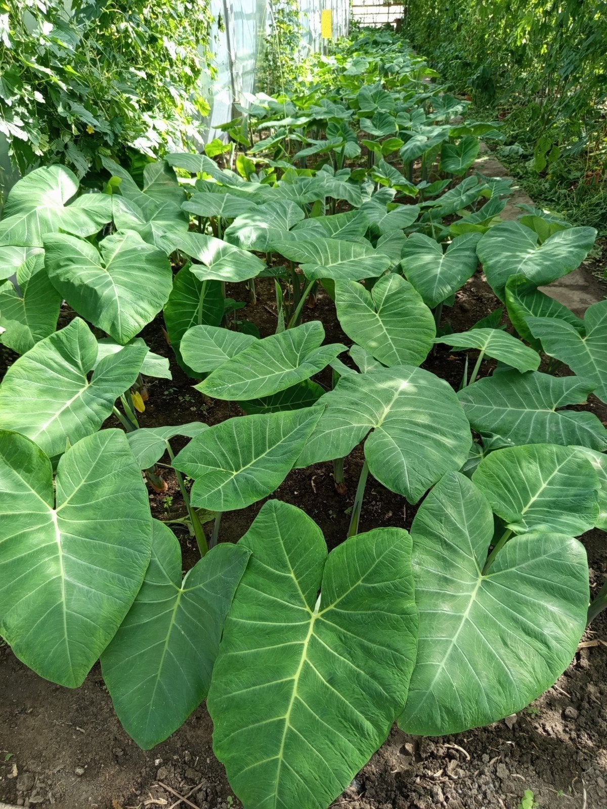Surinaamse groenten te koop in de kas in Honselersdijk., Ophalen of Verzenden, Eenjarig, Groenteplanten, Volle zon