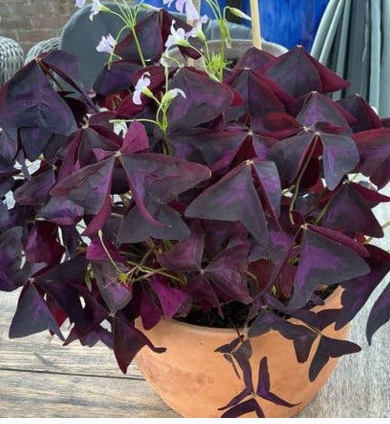 Grote Oxalis plant met paarse bladeren  geluksklaver.🪴💜, Ophalen, Halfschaduw, Minder dan 100 cm