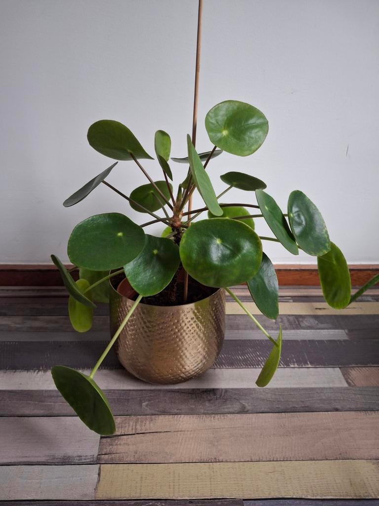Pannenkoekplant, Huis en Inrichting, Kamerplanten, Ophalen, Halfschaduw, Minder dan 100 cm