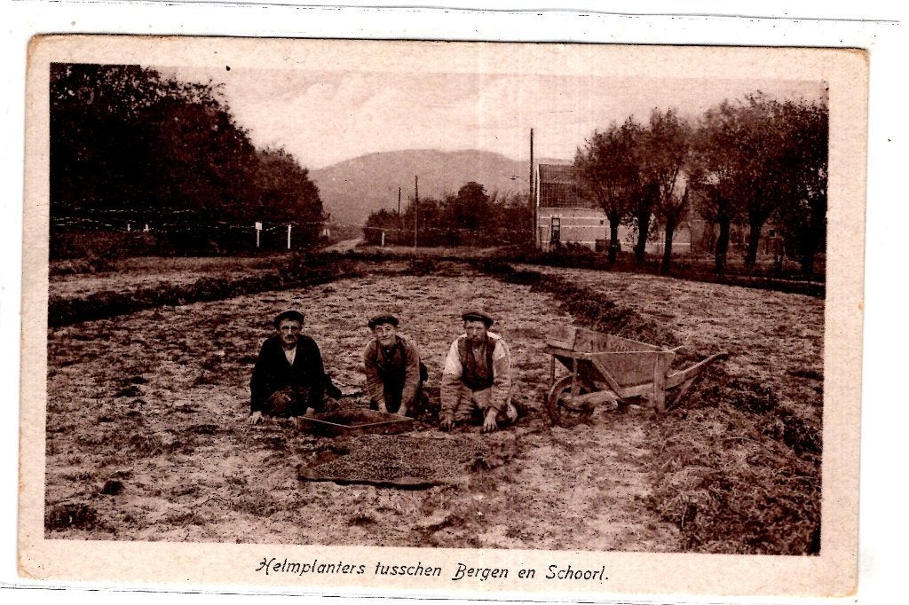 Bergen aan Zee Dorpsleven  Helmplanters, Verzenden, 1920 tot 1940, Ongelopen, Noord-Holland