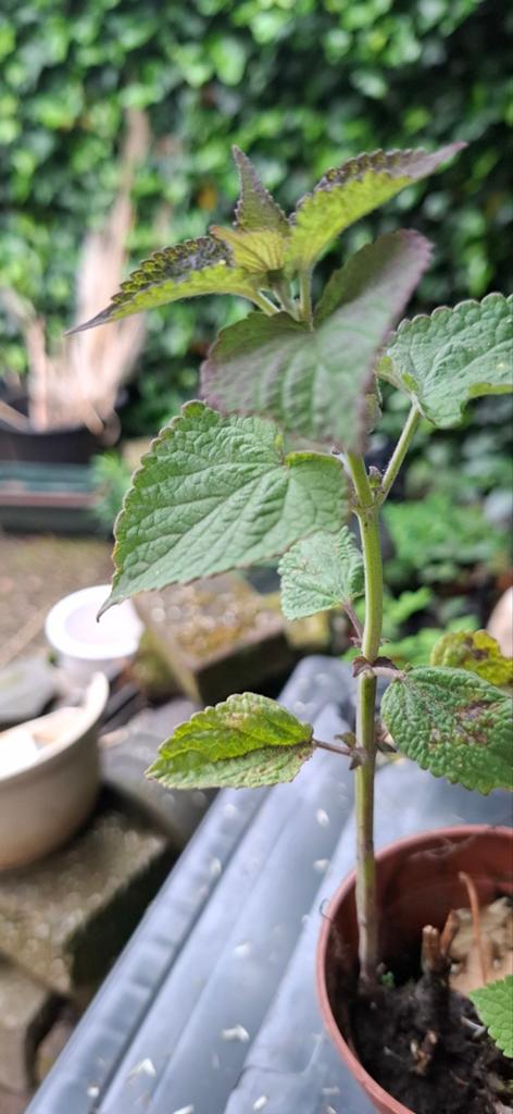 Dropplant, Ophalen, Overige soorten, Volle zon