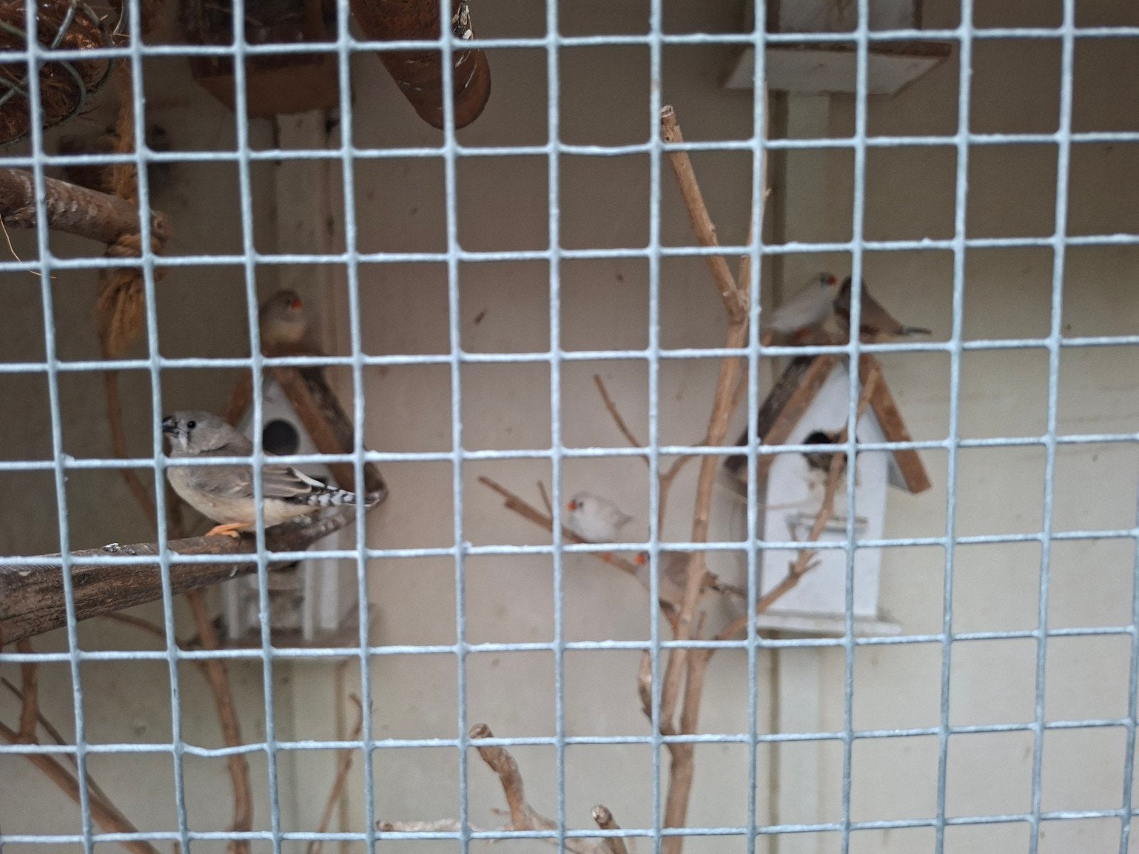 6 jonge zebravinken te koop: 5 euro per stuk, Dieren en Toebehoren, Meerdere dieren
