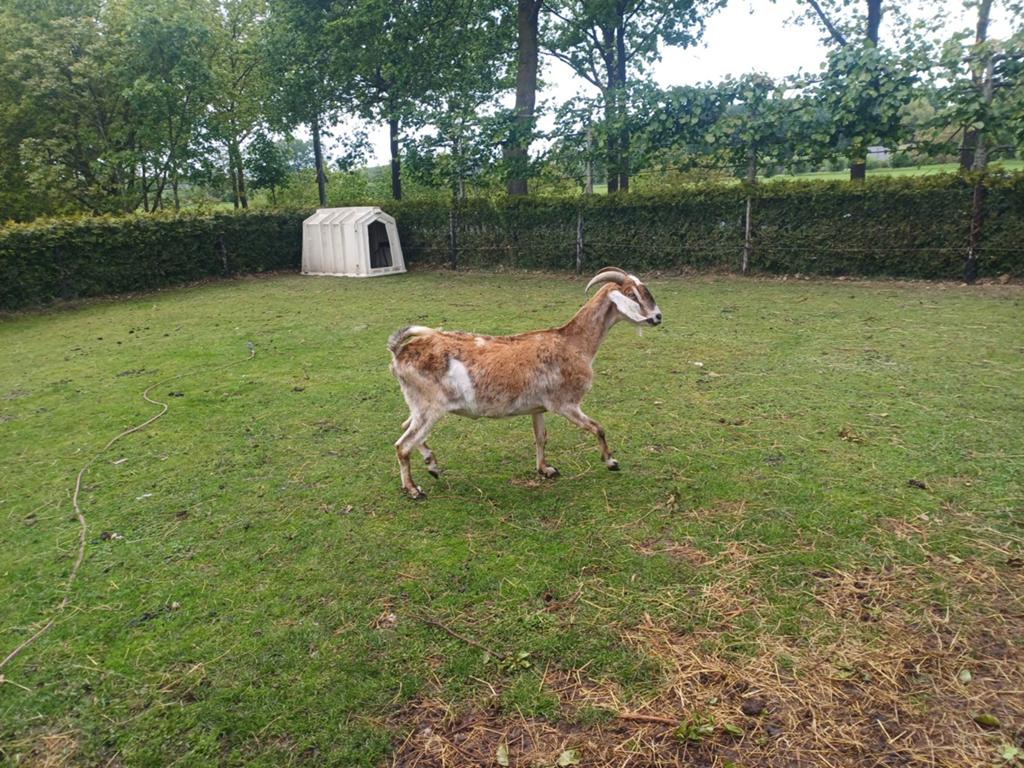 Nubische gecastreerde bok, Dieren en Toebehoren, Mannelijk, Geit