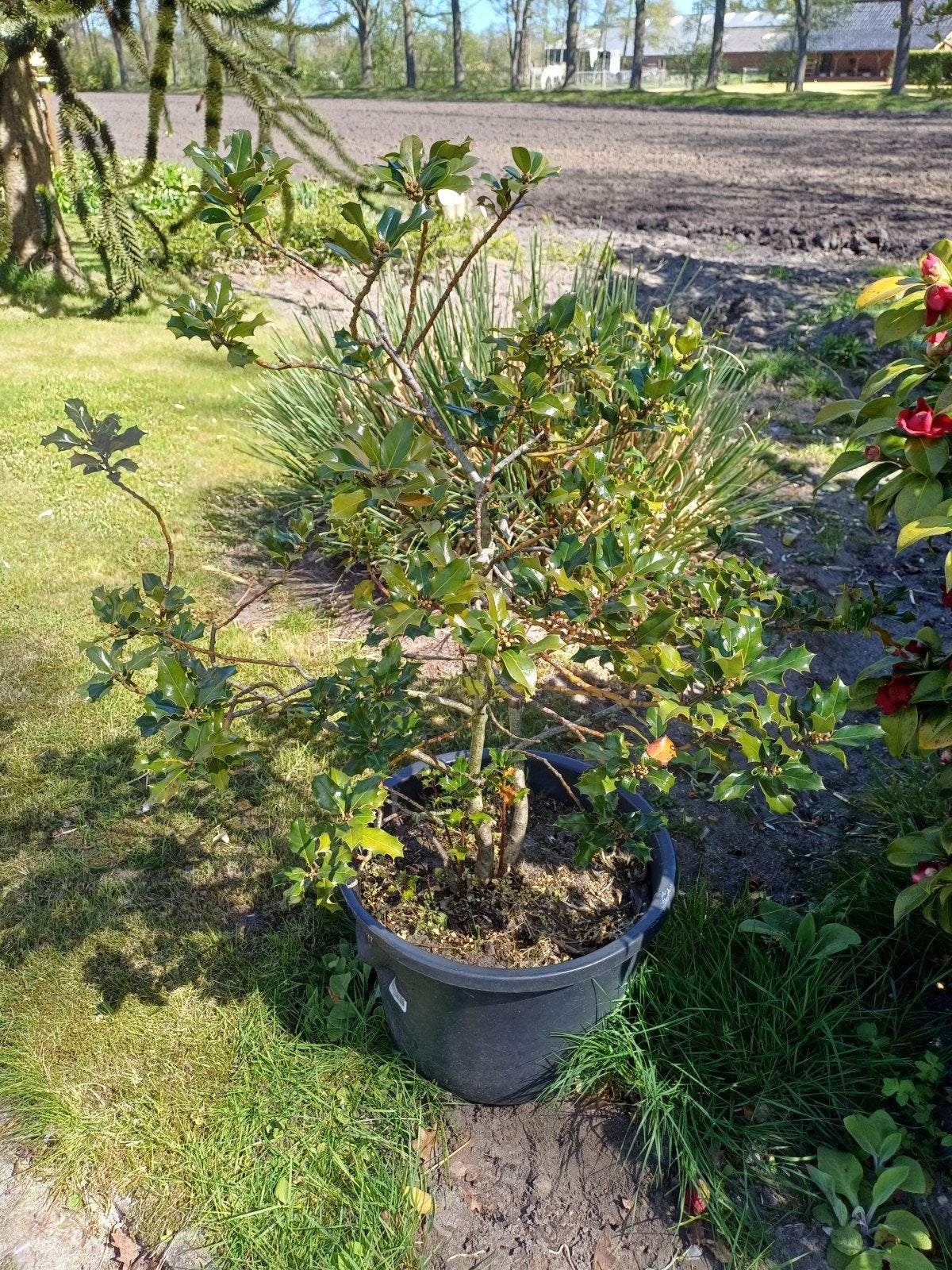 Grote Hulst plant, Ophalen, Overige soorten, Halfschaduw