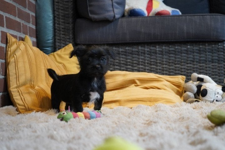 Mooie (boomer) kruising maltipoo pups., Nederland, Parvo, Overige rassen, 8 tot 15 weken
