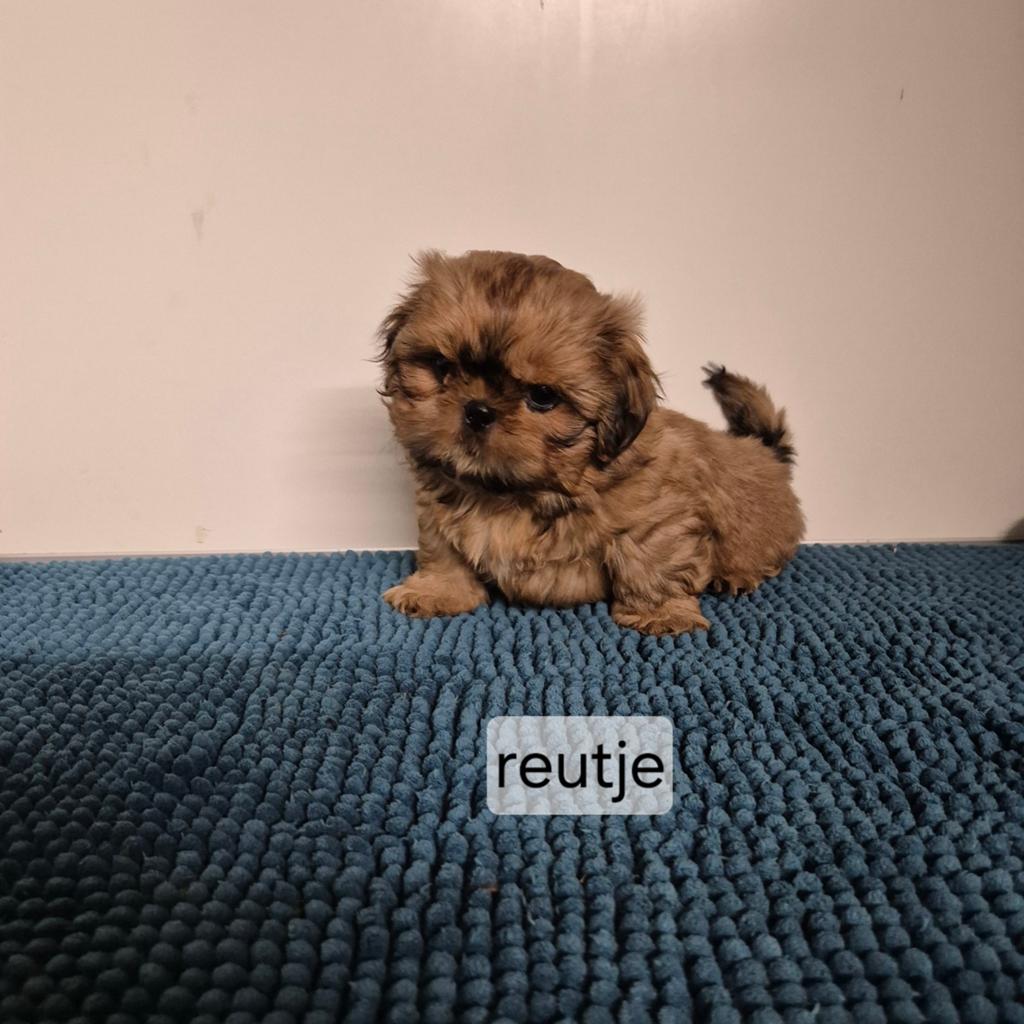 mooie kleinblijvende shih tzu pups, Overige rassen, 8 tot 15 weken, Meerdere, Meerdere dieren
