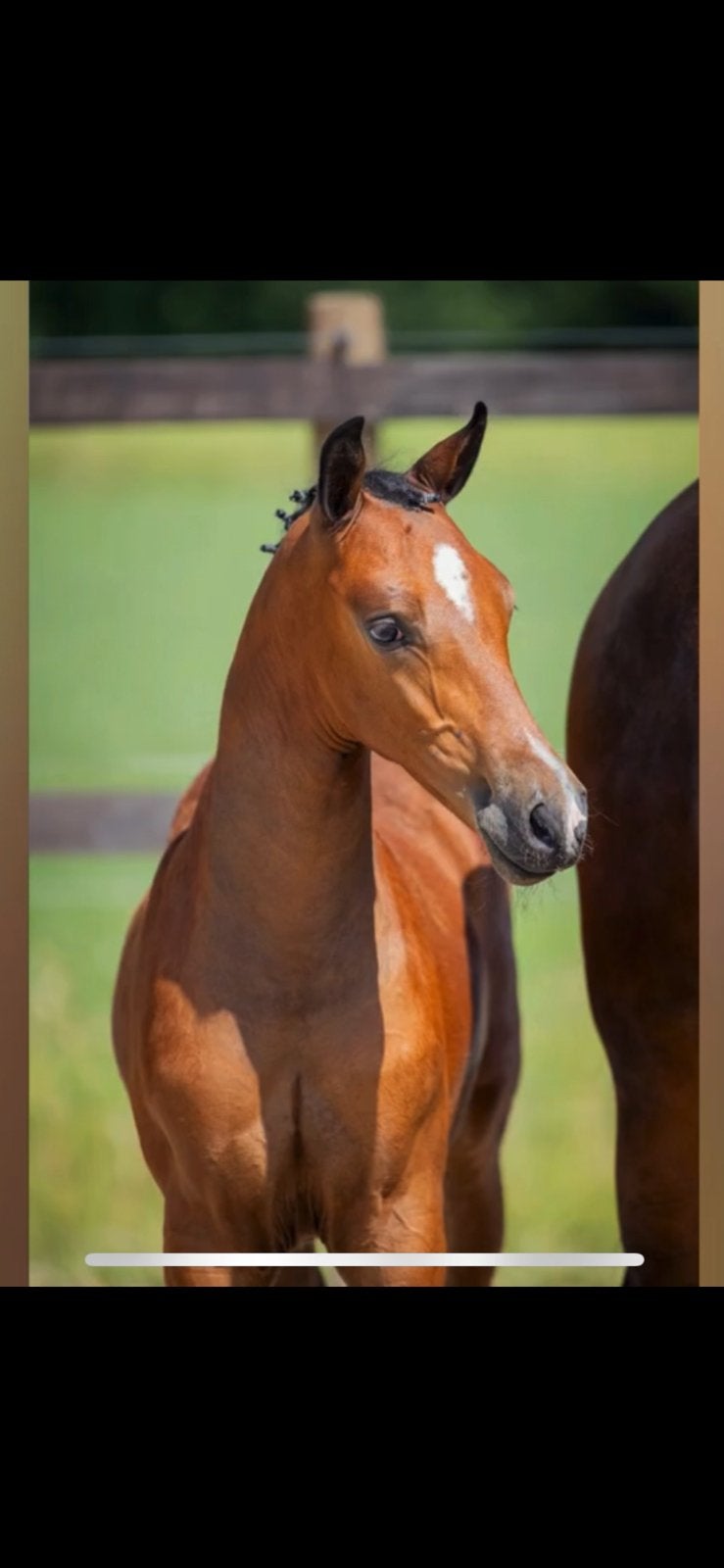 Mega stoer en zeer goed bewegend hengstveulen d pony🔥, Dieren en Toebehoren, Pony's, 0 tot 2 jaar, Hengst, Met stamboom, Onbeleerd