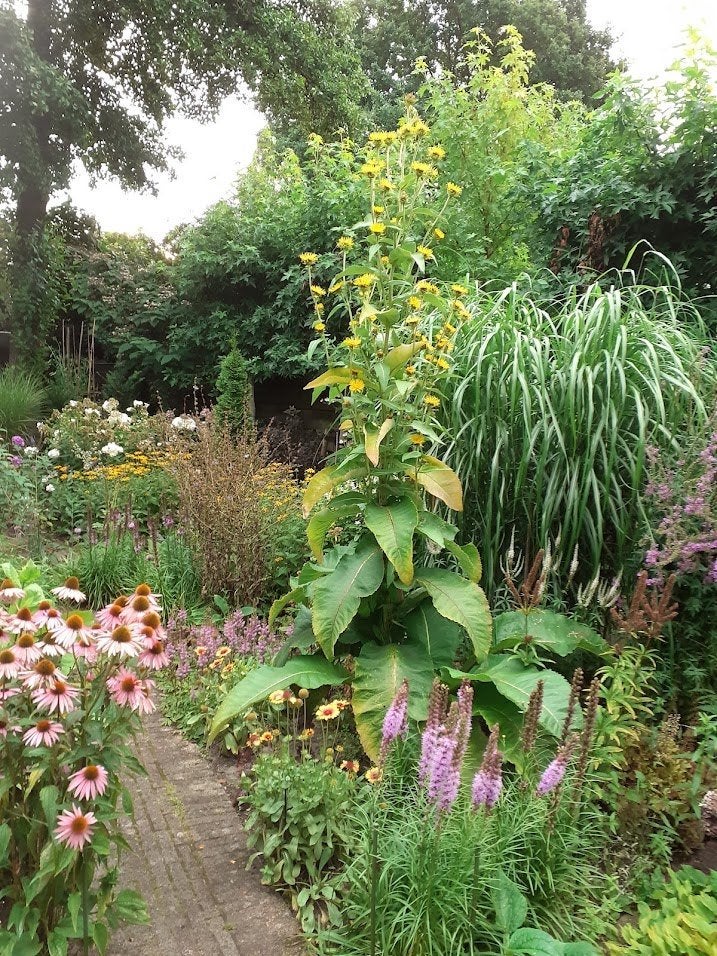 Griekse alant, Inula helenium, Volle zon, Vaste plant, Zomer, Ophalen