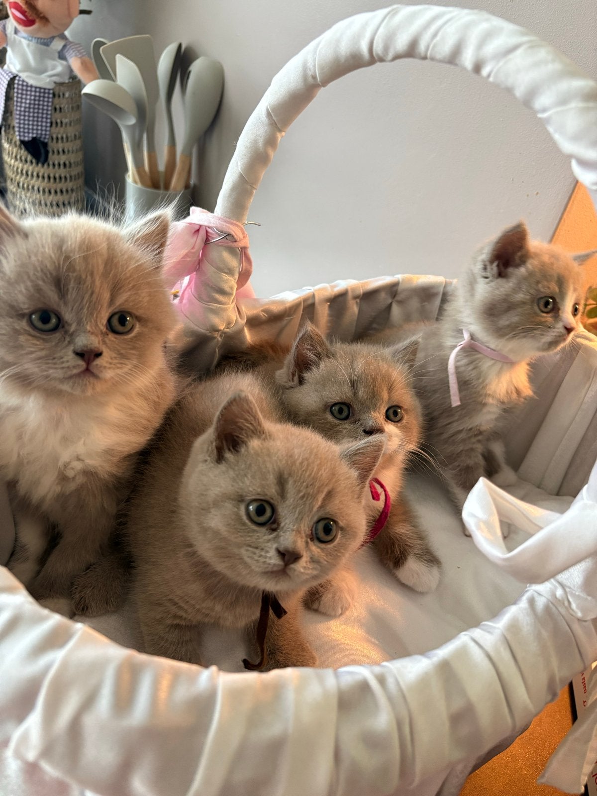 Britse Kittens kortharige bi-color   lilac met wit, Meerdere dieren, Ontwormd, 0 tot 2 jaar