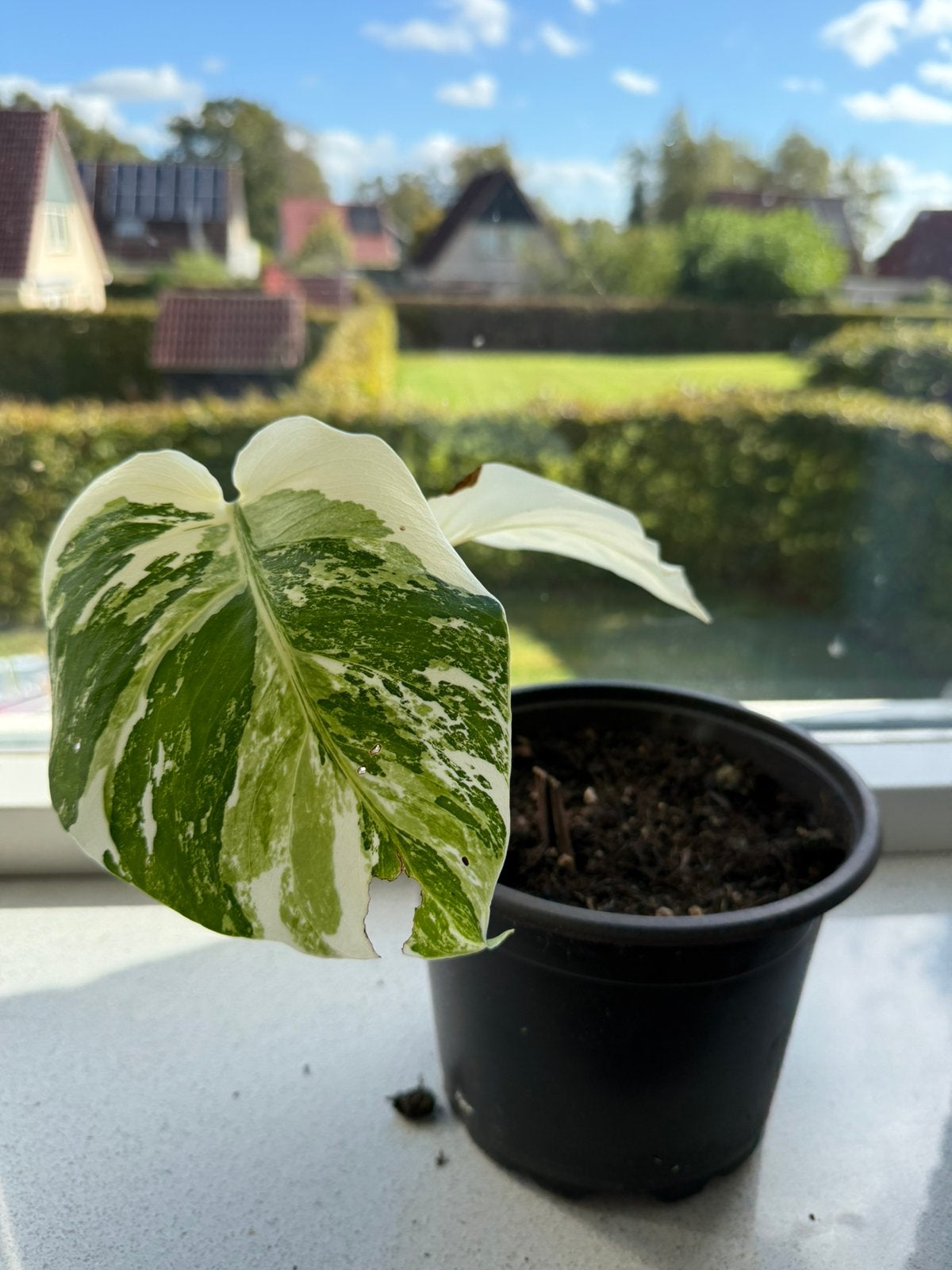 Monstera Variegata met wit blad, Ophalen, Overige soorten, Halfschaduw, Minder dan 100 cm