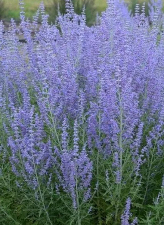 Perovskia 'Blue Spire' (Russische Salie) - P9 pot, Ophalen of Verzenden, Vaste plant, Overige soorten, Volle zon