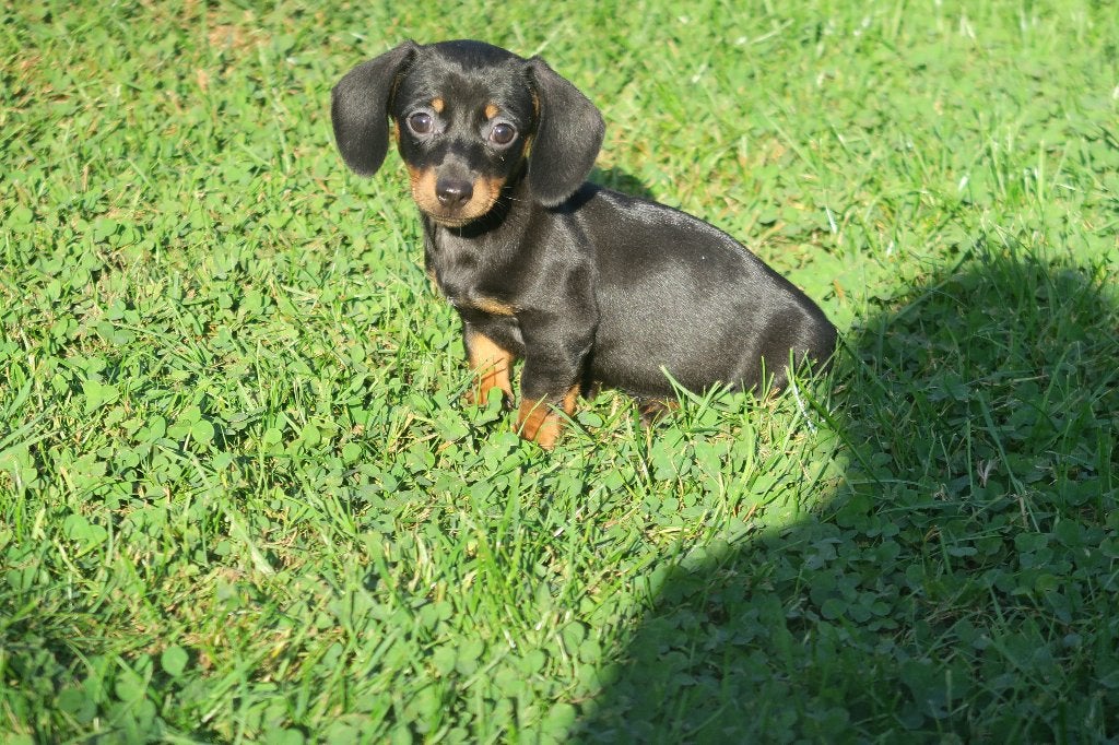 Korthaar dwerg Teckel pups teefjes, Nederland, CDV (hondenziekte), 8 tot 15 weken, Korthaar