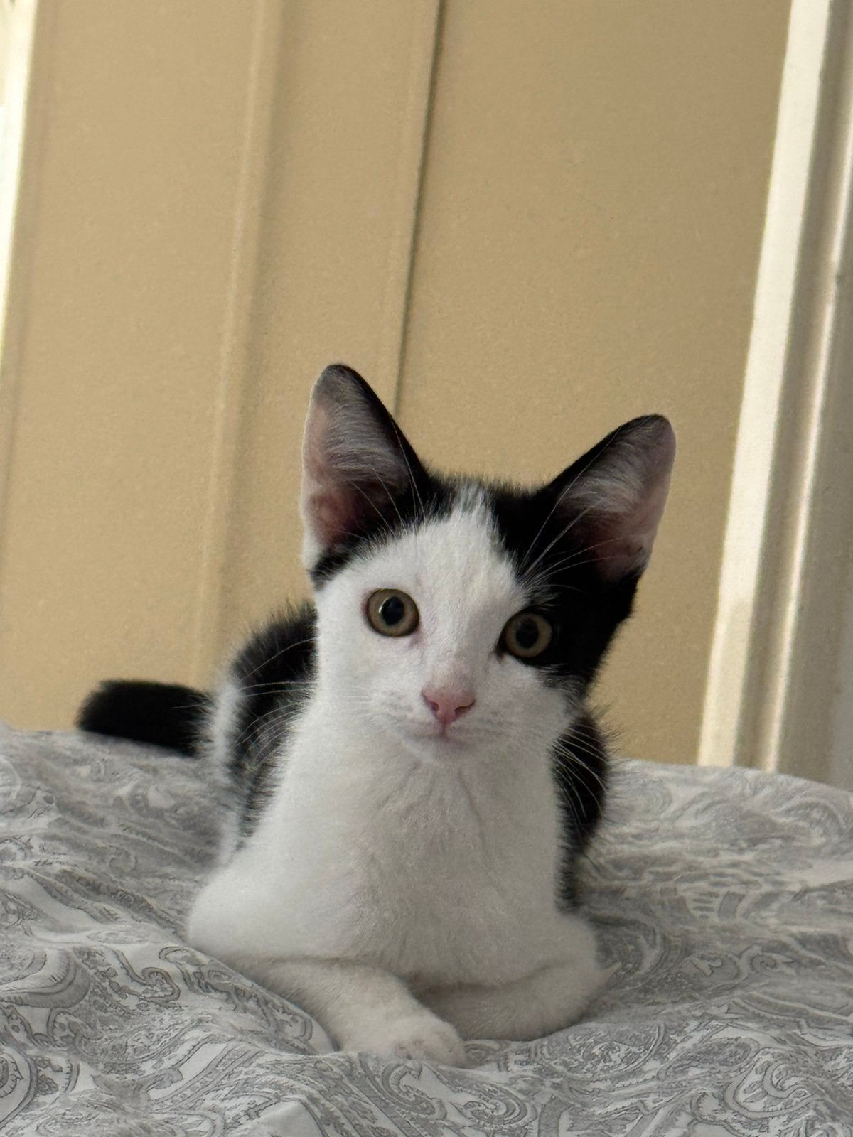 Katje, Kater