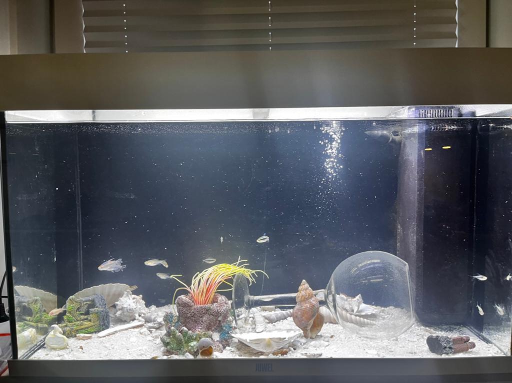 Met vissen, Inclusief vissen, Nieuw, Ophalen of Verzenden, Gevuld zoetwateraquarium