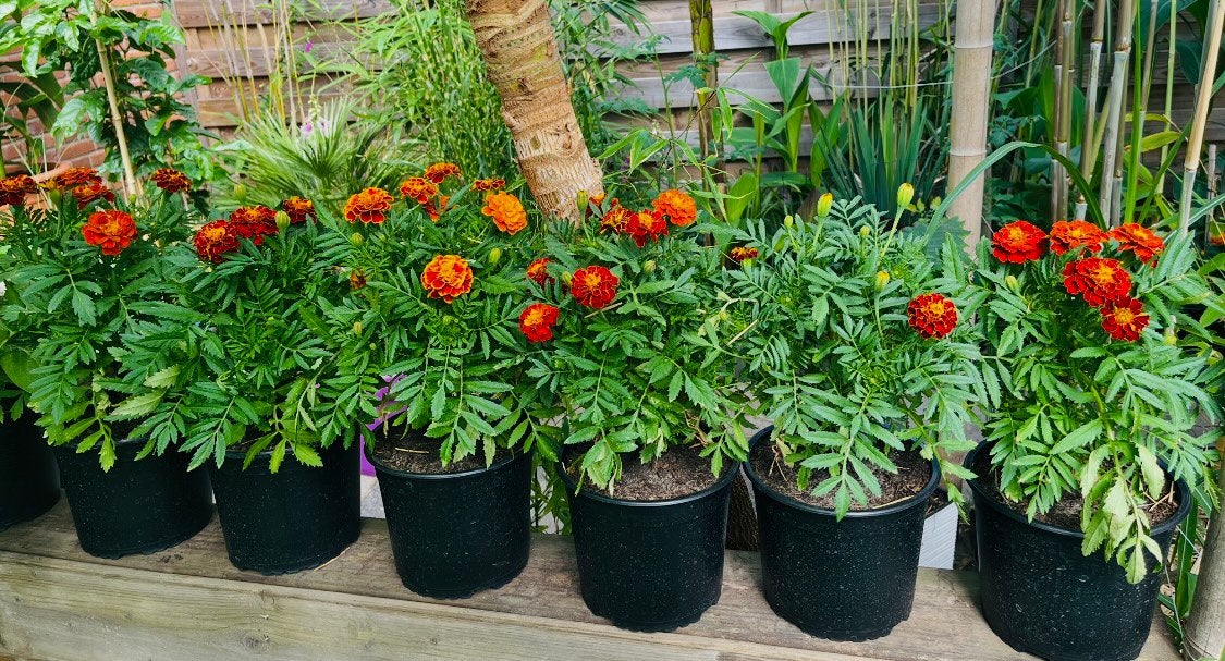 Afrikaantjes 0,50€ per pot bloeien de hele zomer door, Eenjarig, Halfschaduw, Zomer, Ophalen
