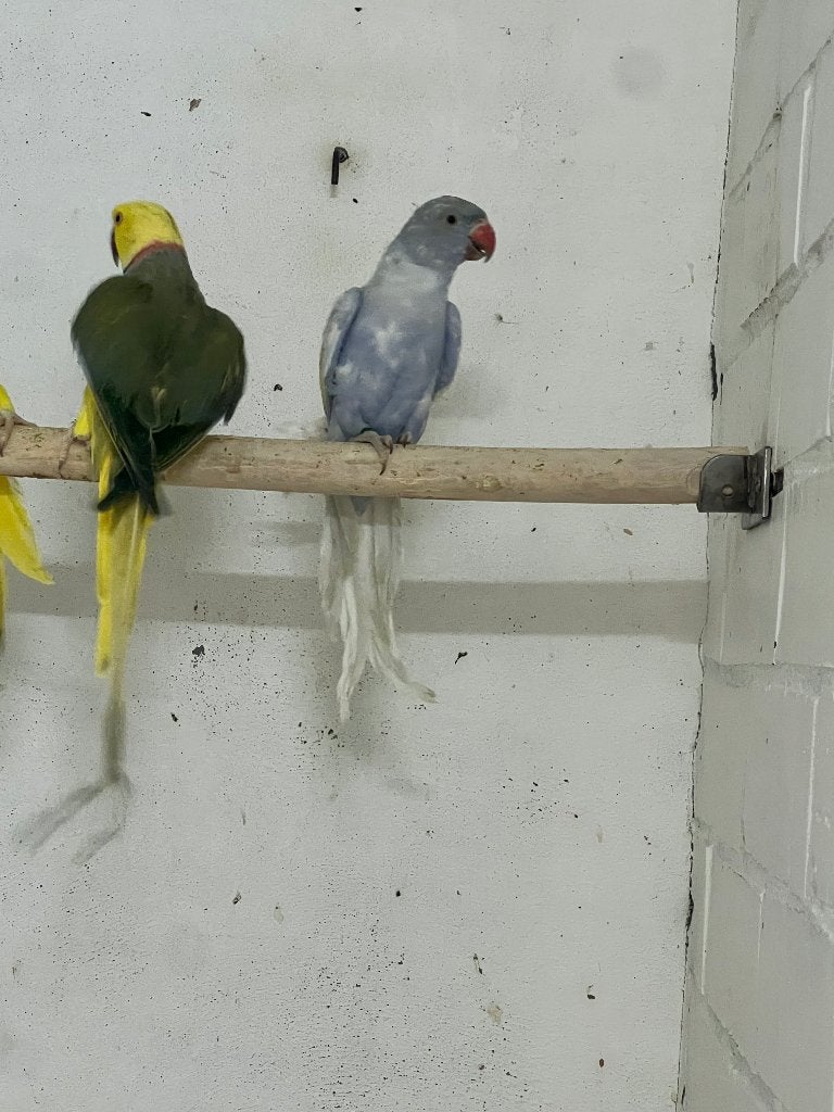 Halsband parkiet, Mannelijk, Parkiet, Geringd