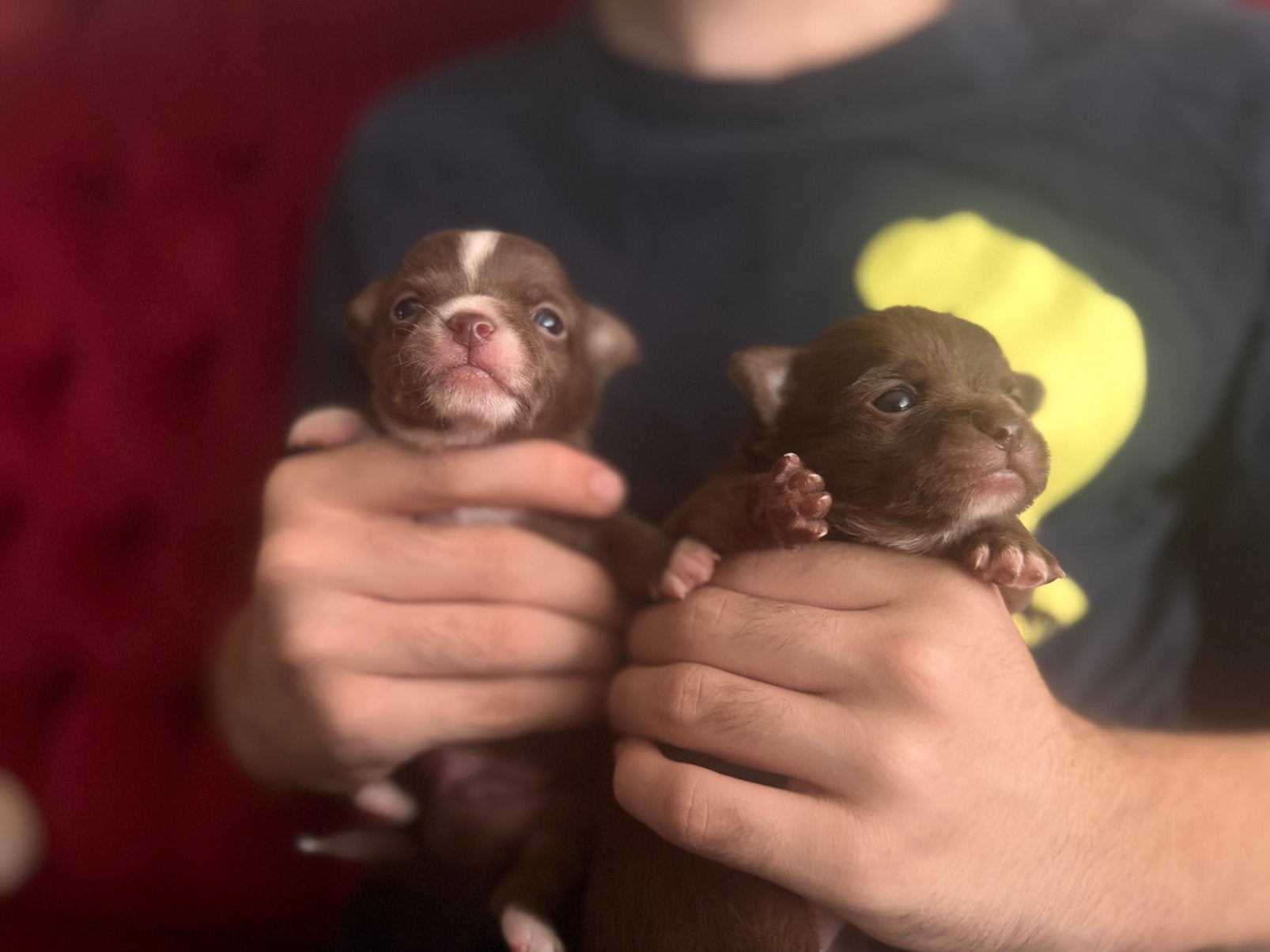 Prachtige rasechte Chihuahua pups, Parvo, 8 tot 15 weken, Meerdere, Meerdere dieren