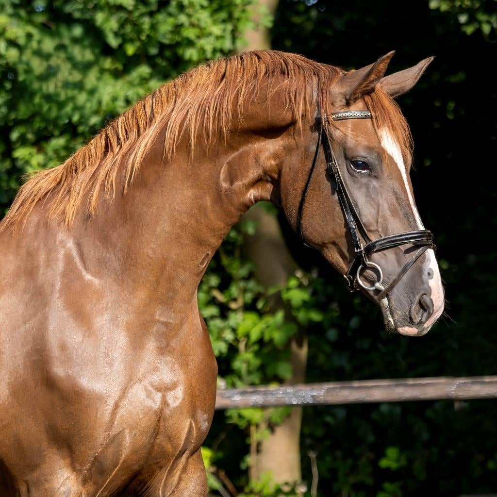 Zeer elegante merrie, Merrie, Dressuurpaard, 3 tot 6 jaar, Onbeleerd