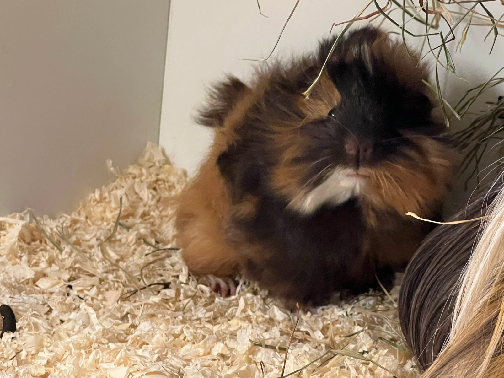 Peruvian cavia beertje, Dieren en Toebehoren, Cavia, Mannelijk, Tam, September
