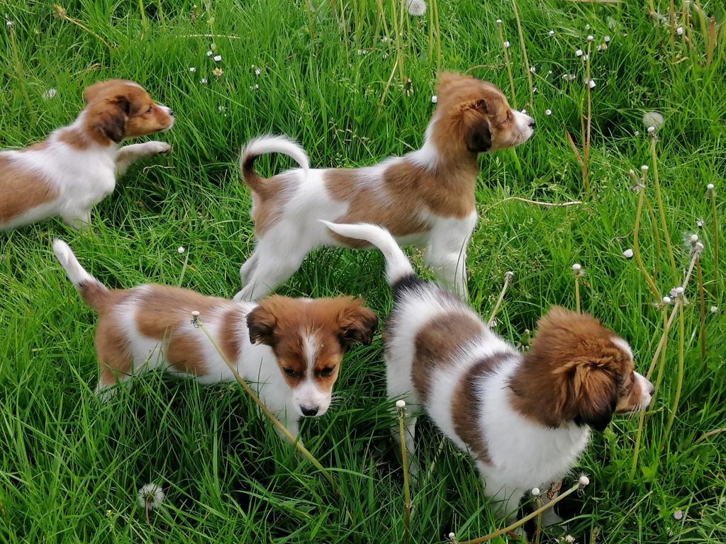 Kooiker pups, Parvo, Overige rassen, 8 tot 15 weken, Meerdere