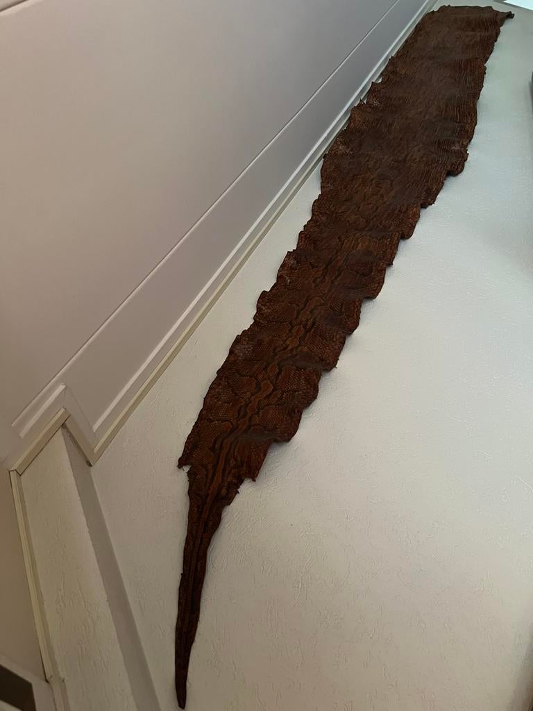 4 meter lange huid van een TIJGER PYTHON in prima conditie, Verzamelen, Dierenverzamelingen, Ophalen of Verzenden, Gebruikt, Reptiel of Amfibie