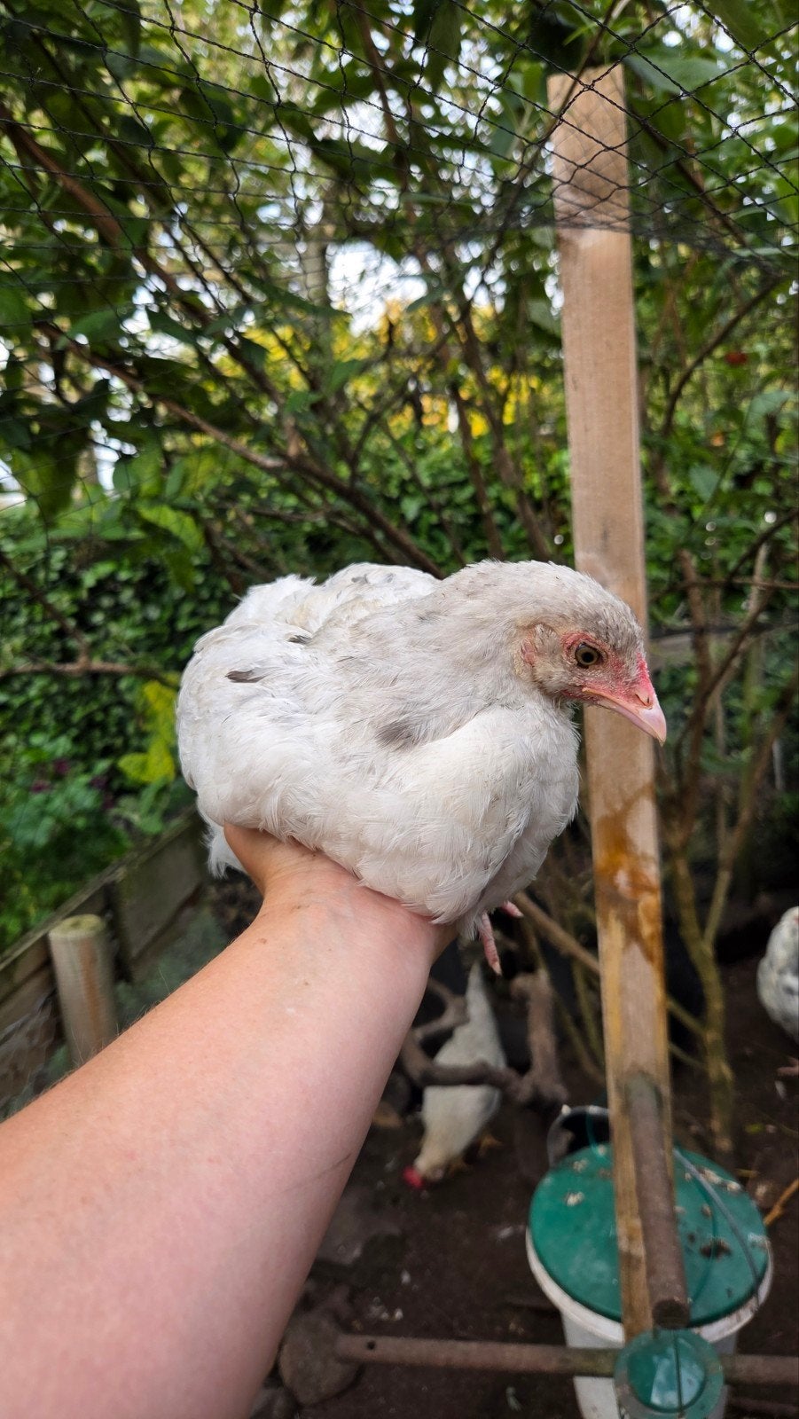 Marans splash kuikens, Dieren en Toebehoren, Geslacht onbekend, Kip