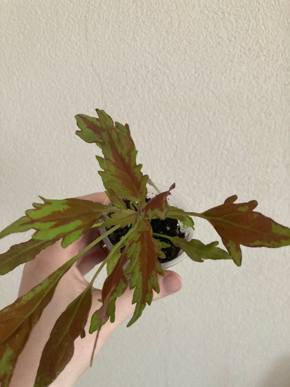 Coleus siernetel, Huis en Inrichting, Kamerplanten, Ophalen, Overige soorten, In pot, Minder dan 100 cm