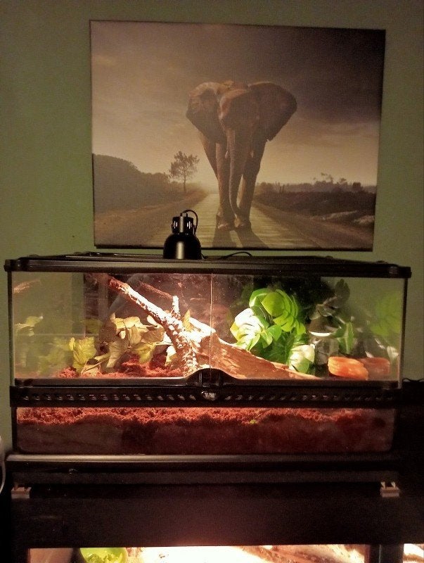 Exo Terra terrarium 60x30x45 geen verlichting en geen toebeh, Dieren en Toebehoren, Ophalen