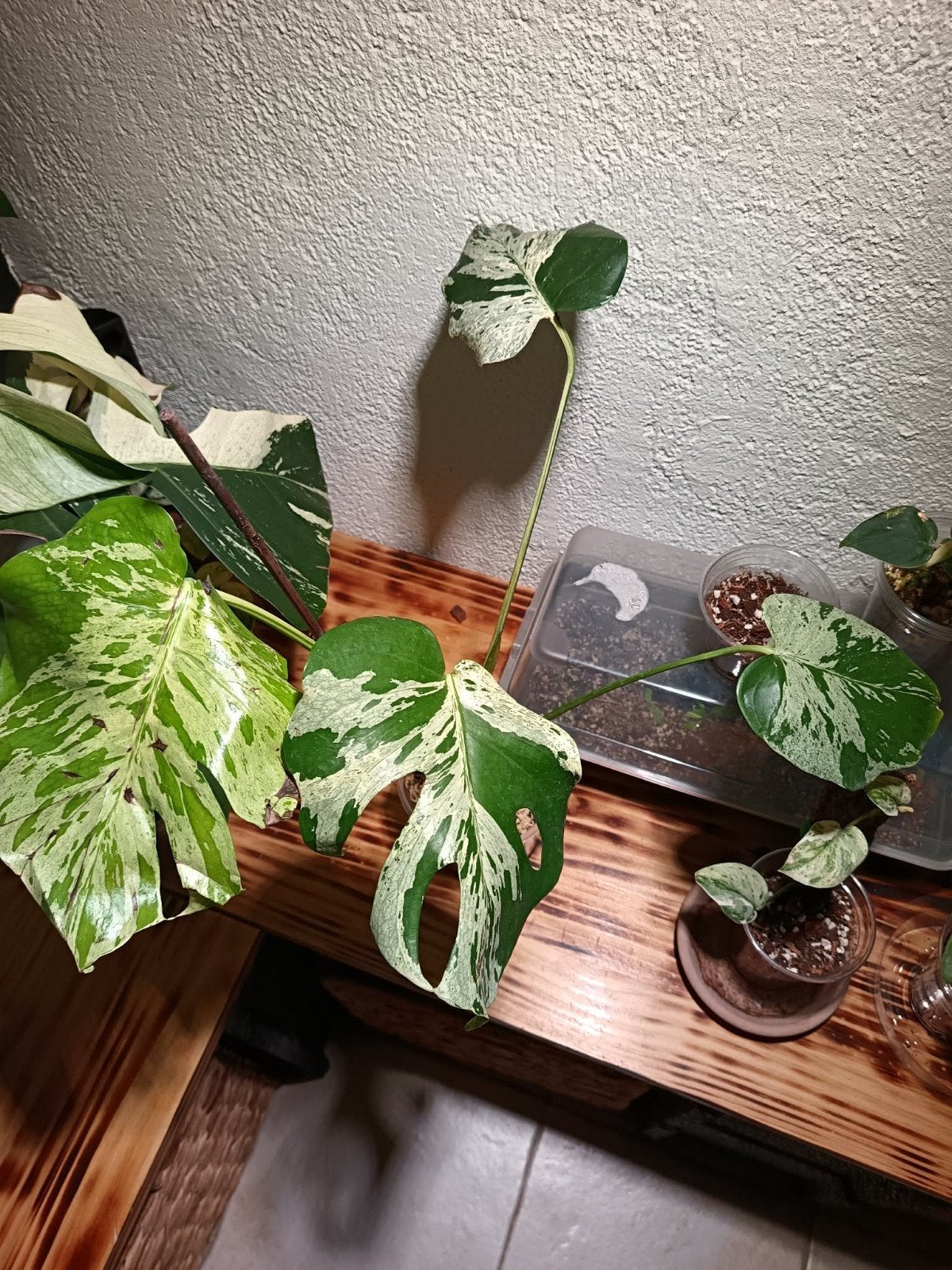 Monstera Deliciosa Variegata - Prachtige Kamerplant, Ophalen of Verzenden, Overige soorten, Volle zon