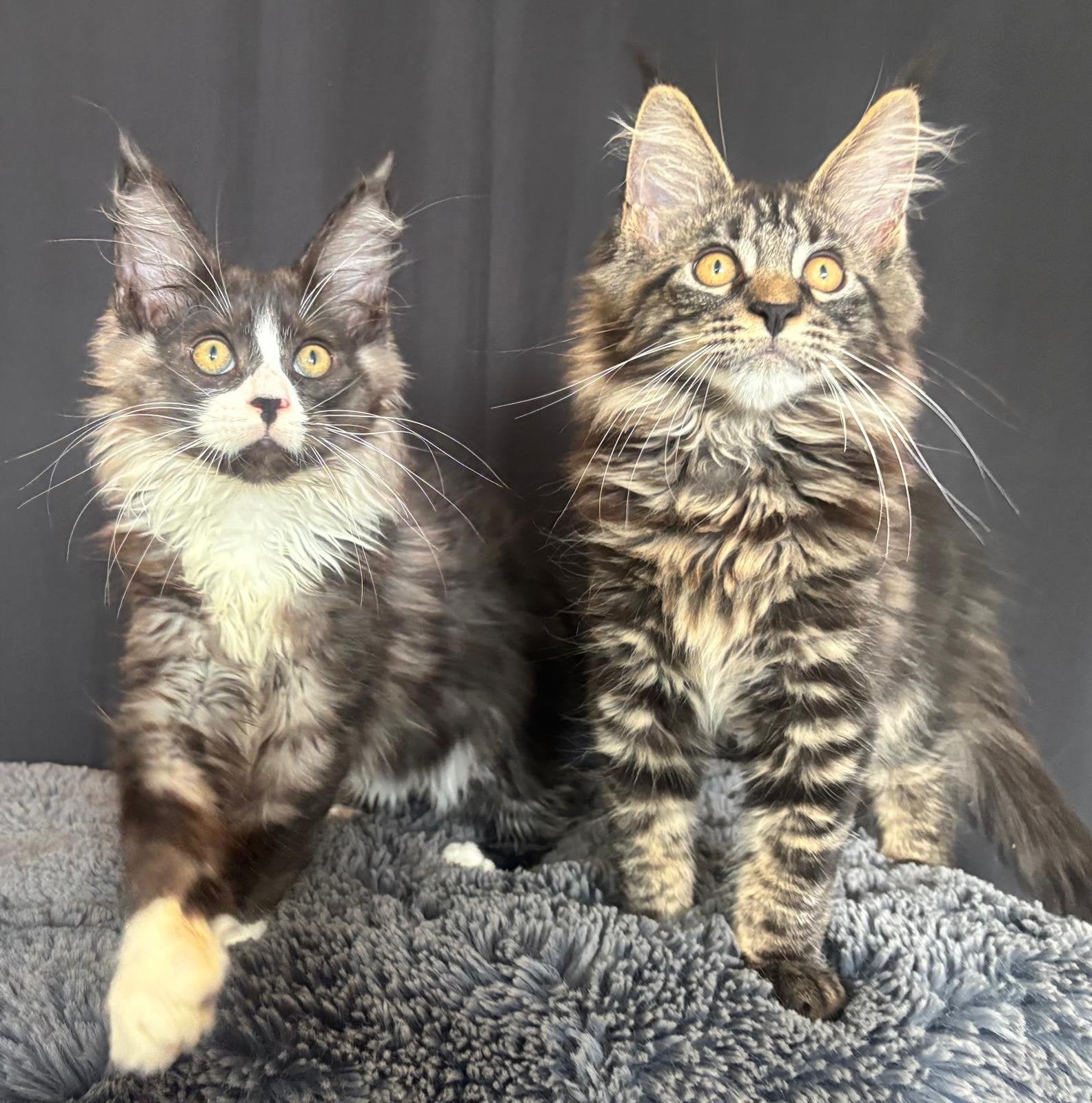 XXL Maine Coon Kittens beschikbaar €1450 met stamboom, Meerdere dieren, Met stamboom