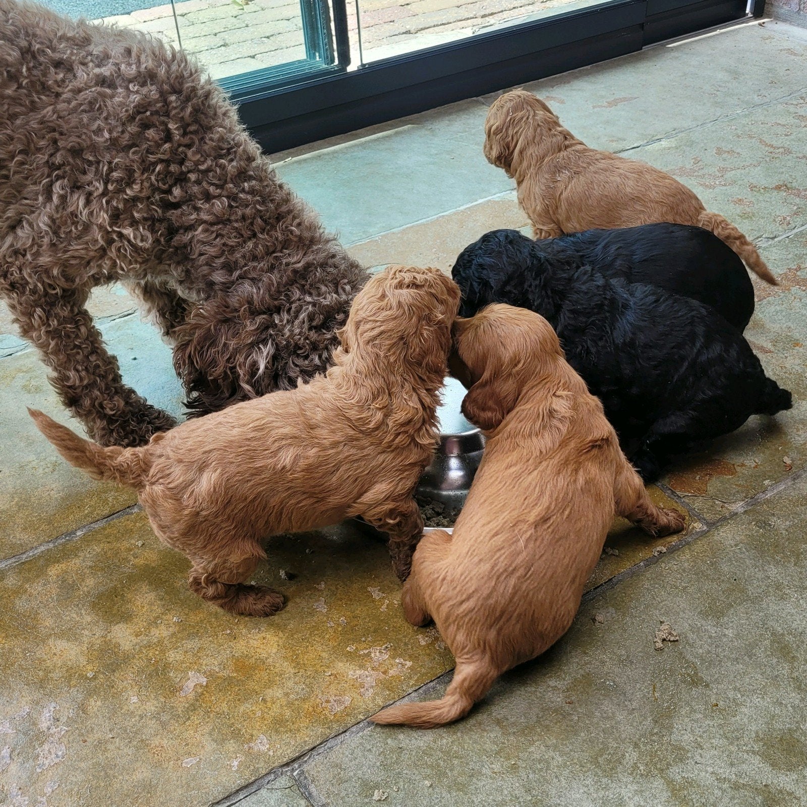Mini labradoodle pups, Dieren en Toebehoren, Parvo, Overige rassen, 8 tot 15 weken, Meerdere