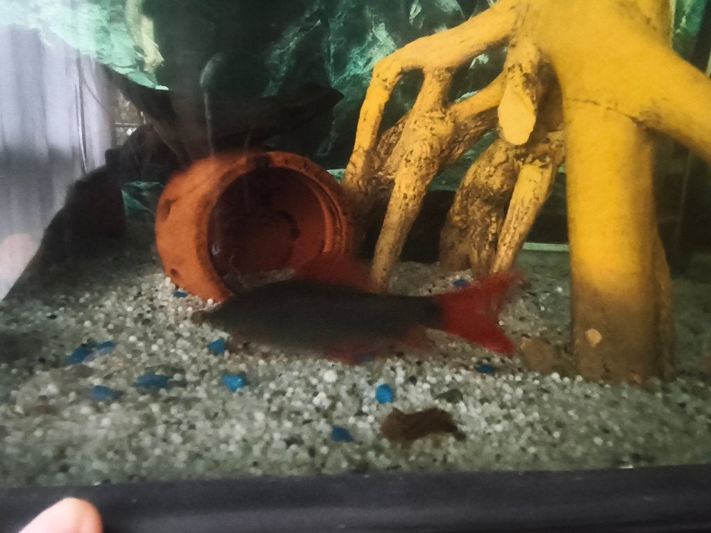 Gratis af te halen: Aquariumvissen, Dieren en Toebehoren, Vis